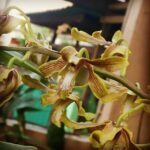 Kecantikan Bunga Anggrek Bulan - Jenis, Perawatan, Budidaya - Biotifor