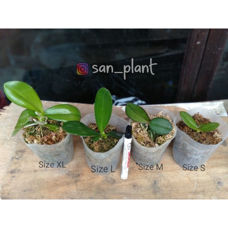 Apakah Anggrek Bulan Bisa Berbunga Sepanjang Tahun Di Indonesia?