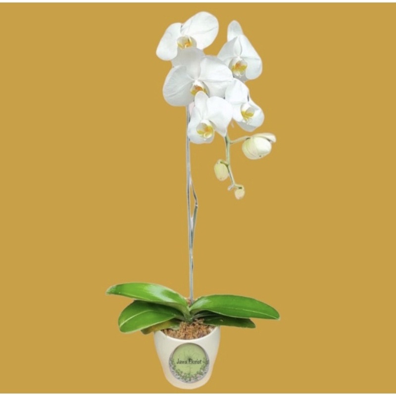 Stimulasi Bunga Anggrek Bulan Tanpa Memotong Tangkai (Metode Alternatif)