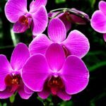 3 Cara Merawat Tanaman Anggrek Supaya Subur dan Berbunga