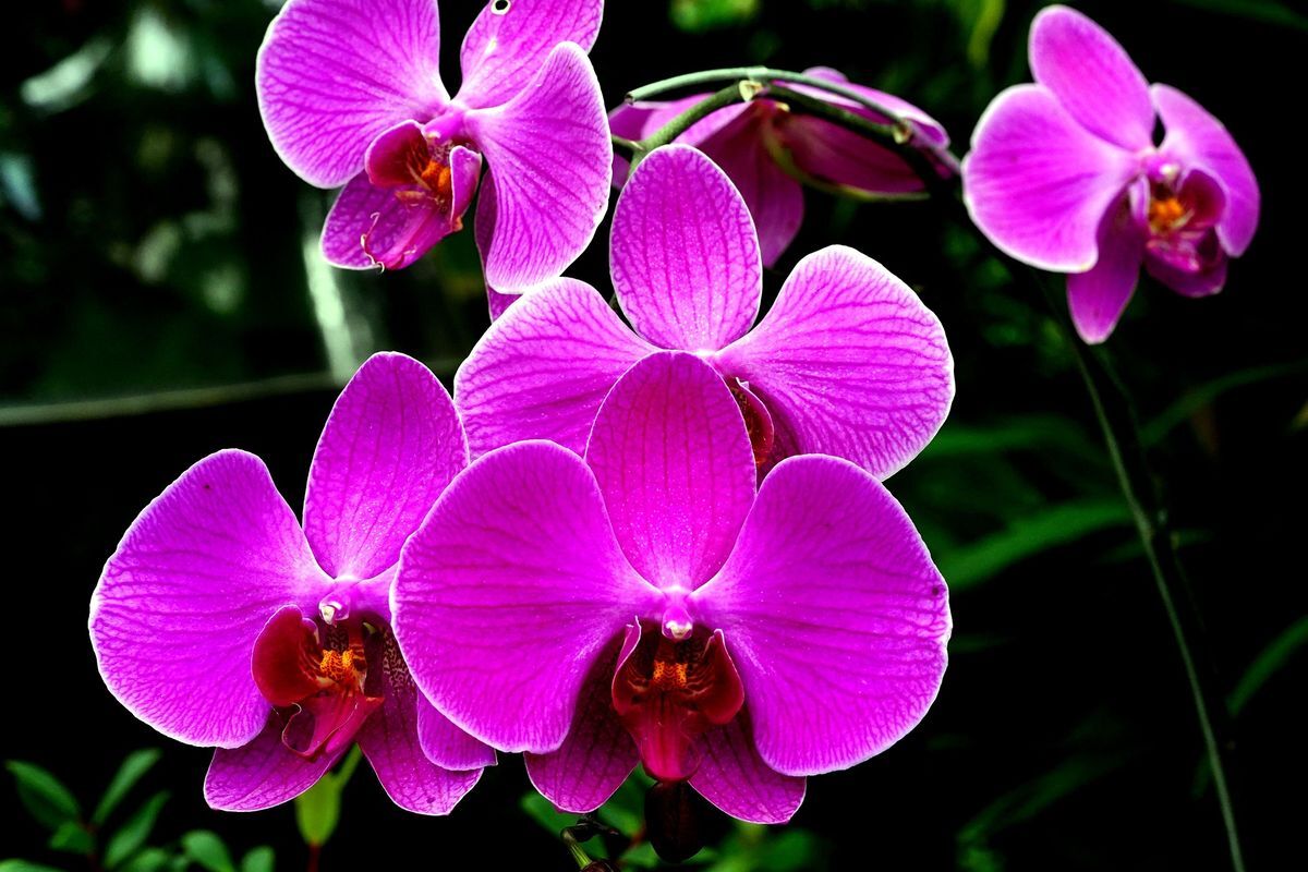 Rahasia ‘Cold Shock’ Memicu Anggrek Bulan Berbunga Dengan Perbedaan Suhu