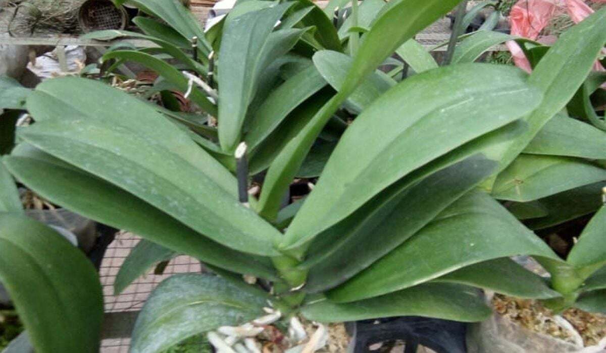 Perbedaan Anggrek Bulan (Phalaenopsis) Dengan Anggrek Dendrobium