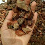 Jual KEBUN DZAKI - Kulit Pinus Cacah 1kg (Media Tanam Anggrek) | Shopee ...