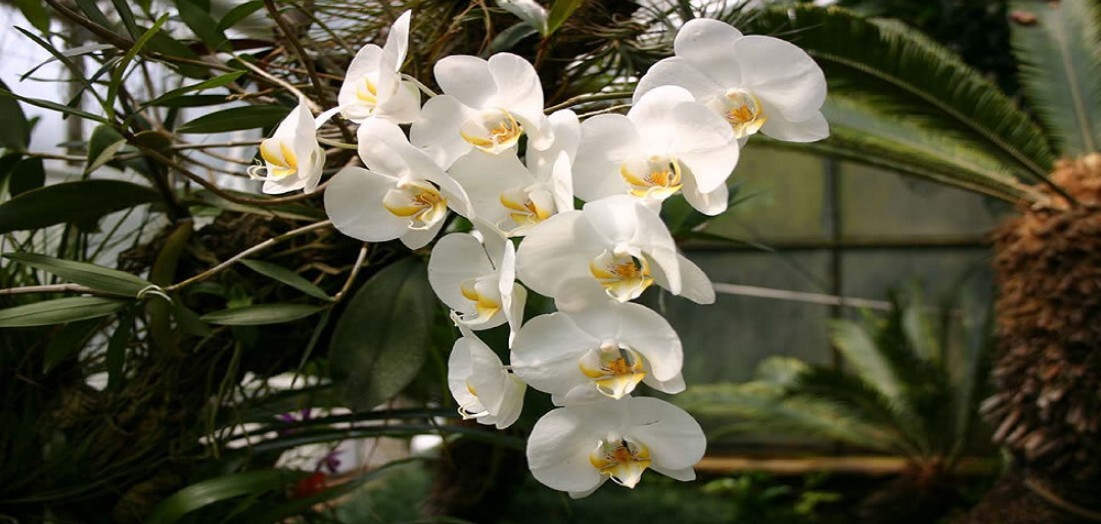 Berapa Lama Anggrek Bulan Beristirahat Sebelum Berbunga Lagi?