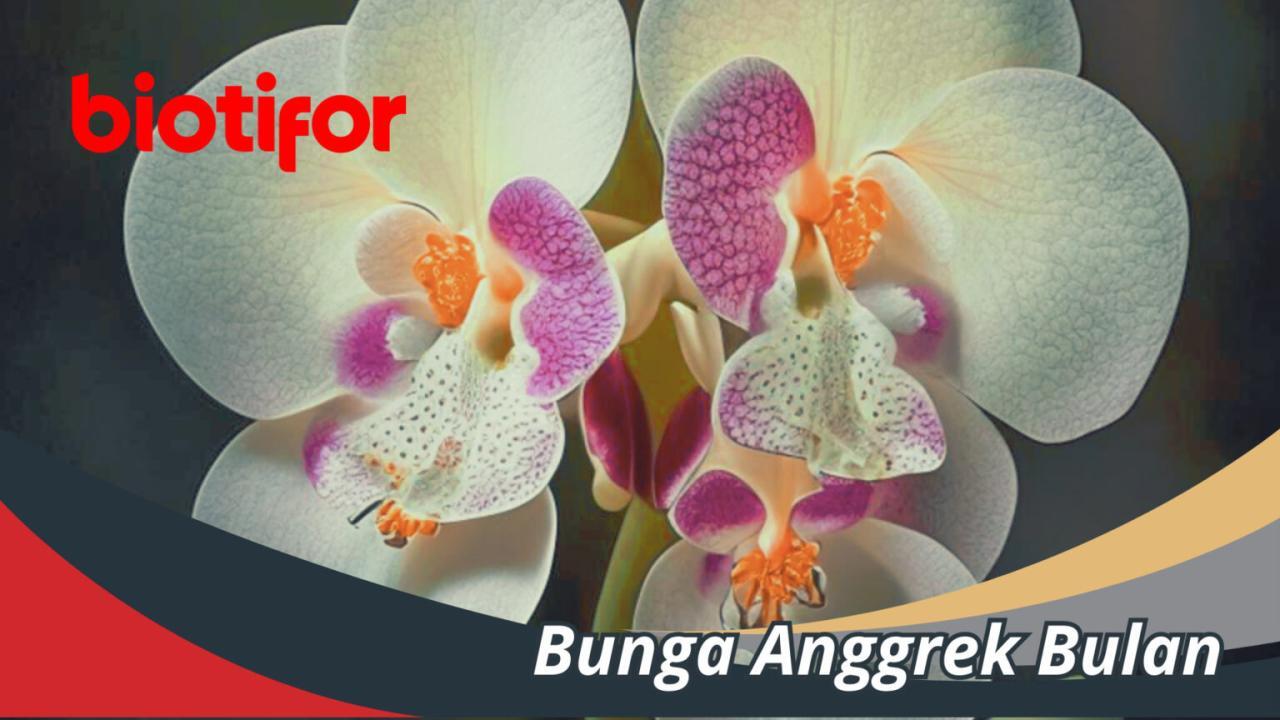 Kecantikan Bunga Anggrek Bulan - Jenis, Perawatan, Budidaya - Biotifor