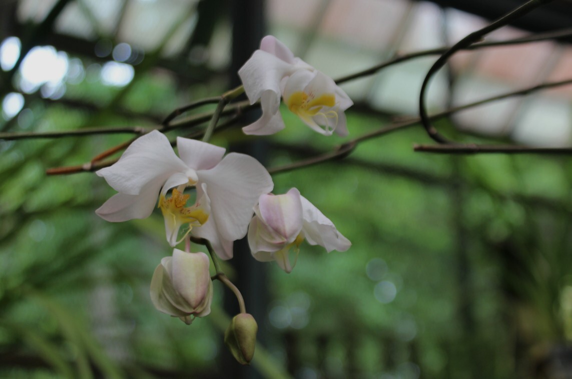Bunga Anggrek Bulan Rontok Semua? Ini 3 Langkah Wajib Yang Harus Dilakukan