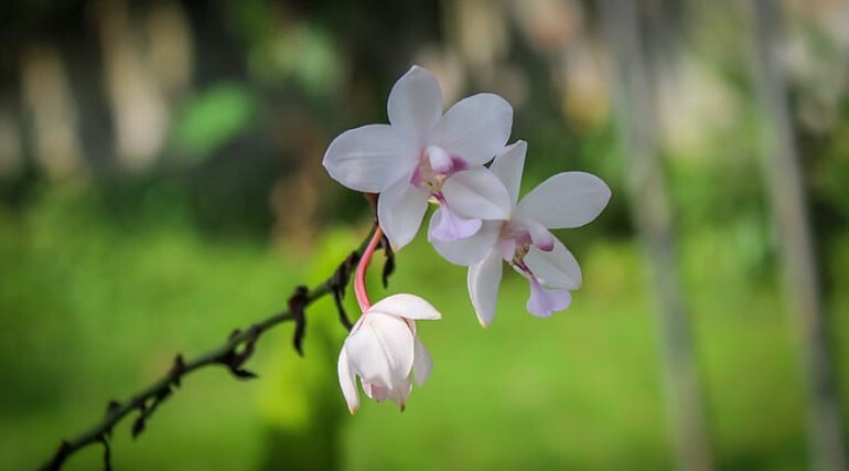 Cara Merawat Spike Bunga Agar Tumbuh Lurus Dan Tidak Patah