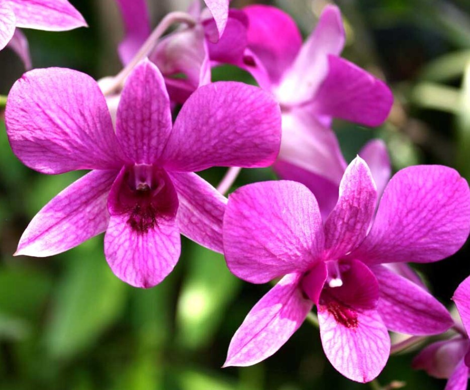 Jadwal Dan Dosis Pemupukan Anggrek Bulan Fase Vegetatif (Fokus Daun & Akar)