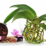 Media Tanam Anggrek Bulan Yang Tepat - De Orchids