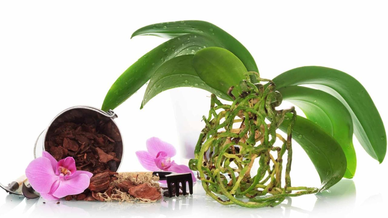 Repotting Anggrek Bulan Kapan Waktu Yang Tepat Dan Panduan Langkah Demi Langkah