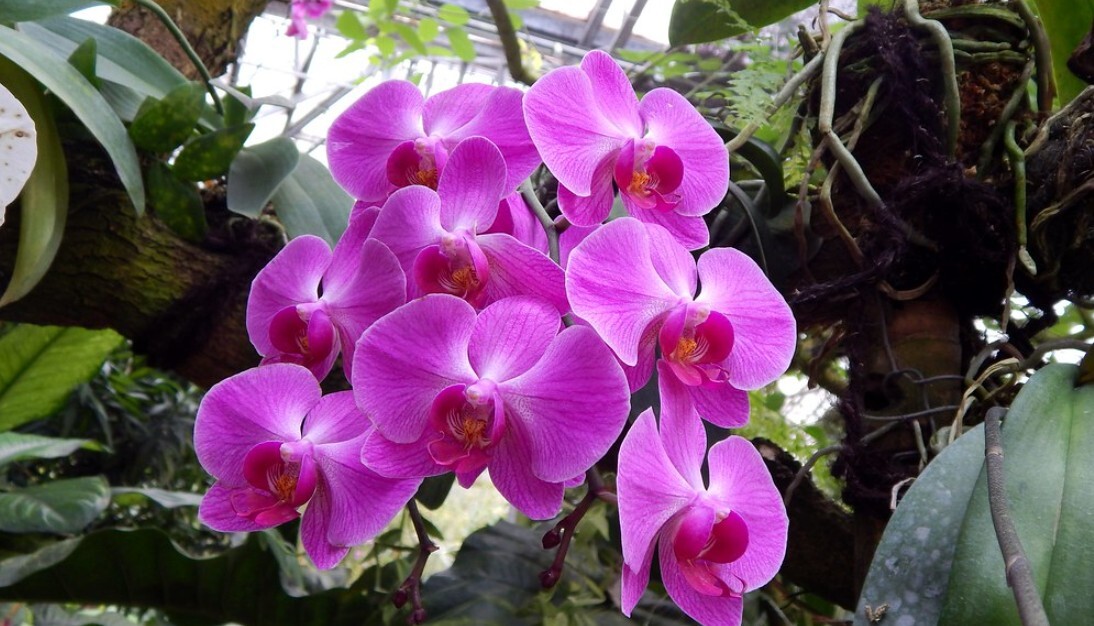 Panduan Lengkap Merawat Keiki Anggrek Bulan (Kapan Siap Dipisah?)