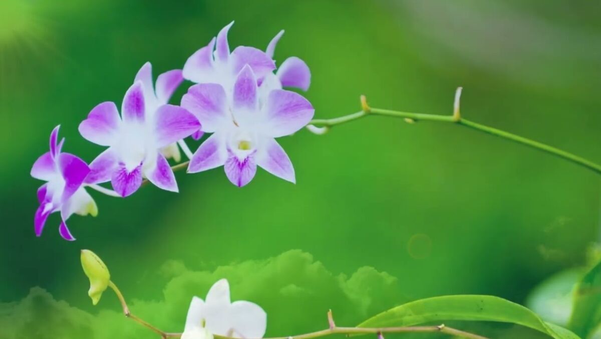 Panduan Memotong Tangkai Anggrek Bulan (2 Ruas Vs. Potong Habis)