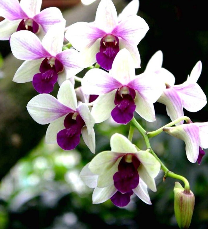 Perbedaan Keiki Dan Spike Bunga Jangan Sampai Salah Identifikasi!