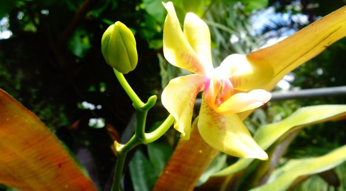 Potong Tangkai Bunga Anggrek Kapan Waktu Tepat Dan Di Mana Harus Memotong?