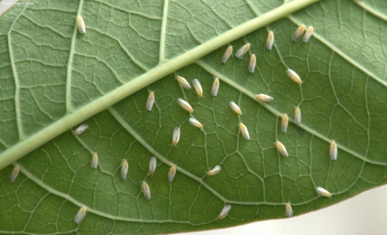 Cara Mengatasi Hama Kutu Putih (Mealybugs) Pada Anggrek Bulan
