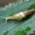 Deretan 10+ Media Tanaman Bunga Anggrek Terbaik - Informasi Seputar ...