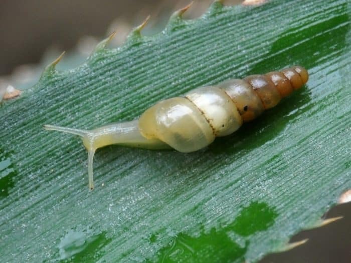 Cara Mengatasi Siput Dan Hama Lain Pada Media Tanam Anggrek