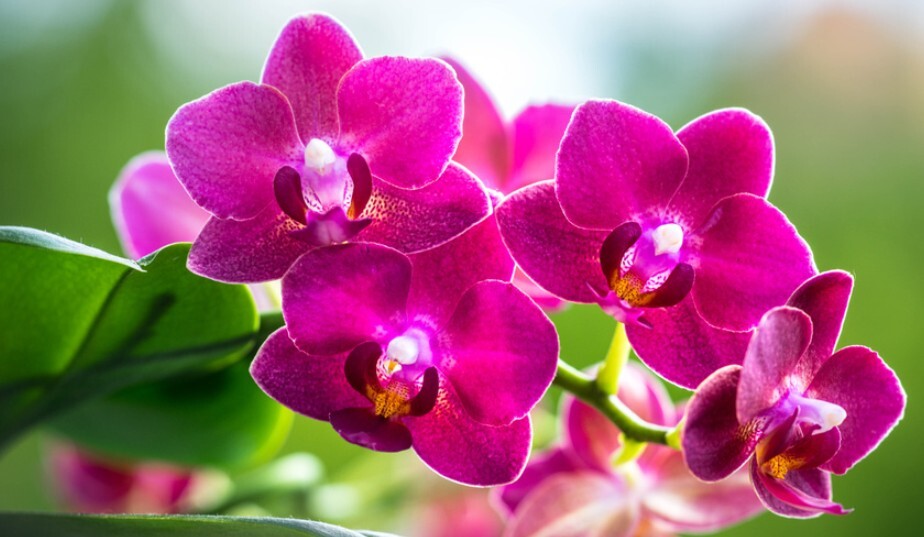 Tanda-Tanda Anggrek Bulan Butuh Repotting Segera