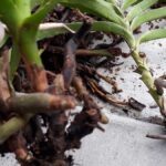 Penyakit Busuk Akar Bunga Anggrek: Gejala, Penyebab, Cara Mengatasi ...