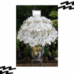 Budidaya Tanaman Hias Anggrek Bulan | Bibit Online