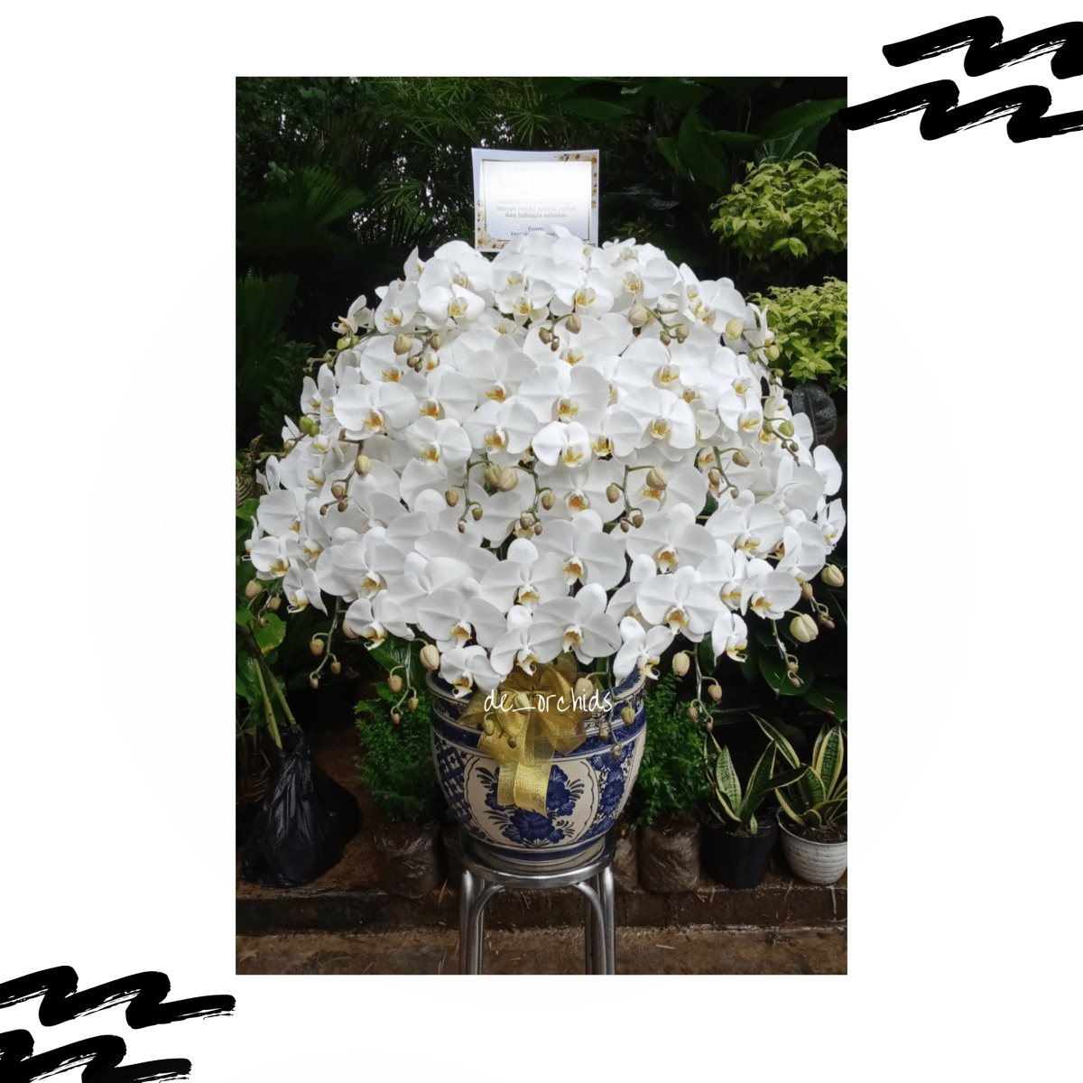 Anggrek Bulan Hanya Tumbuh Daun Subur Tapi Malas Berbunga? Ini Triknya