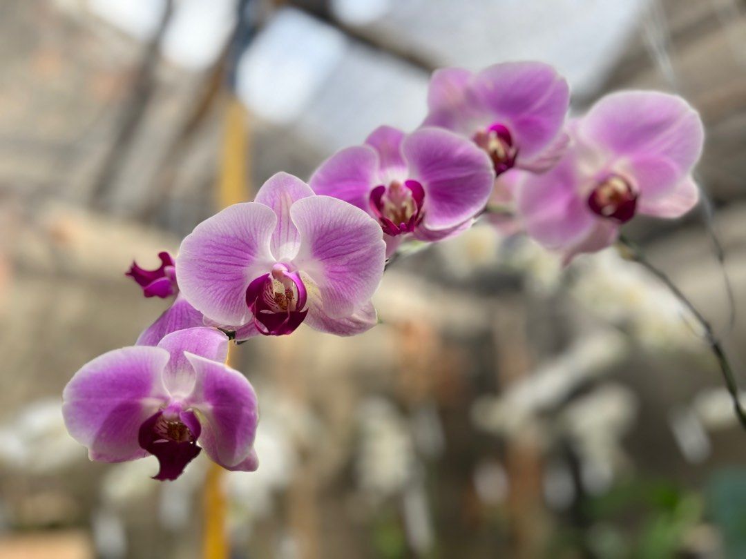 Anggrek bulan dewasa siap berbunga | Lazada Indonesia Anggrek bulan dewasa siap berbunga | Lazada Indonesia