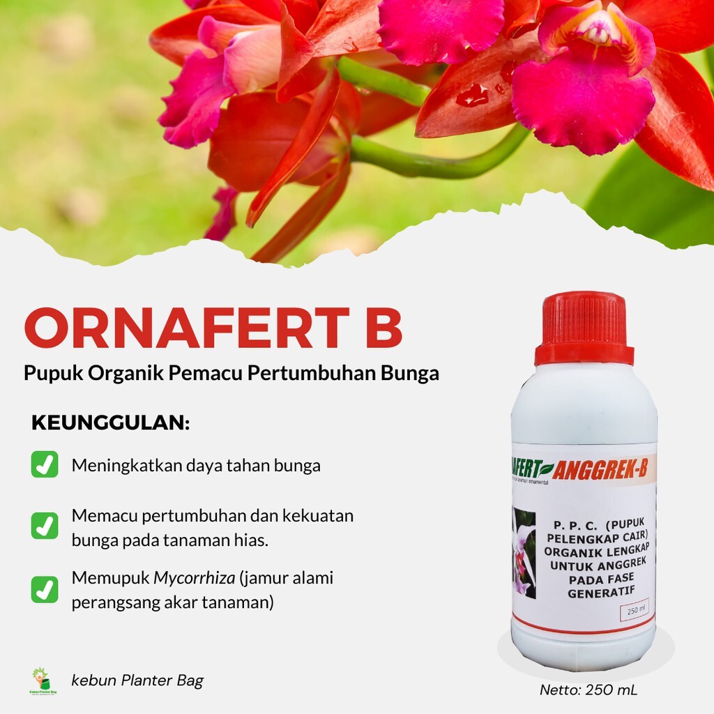 Pupuk Perangsang Bunga Anggrek Bulan Kapan Mulai Diberikan?