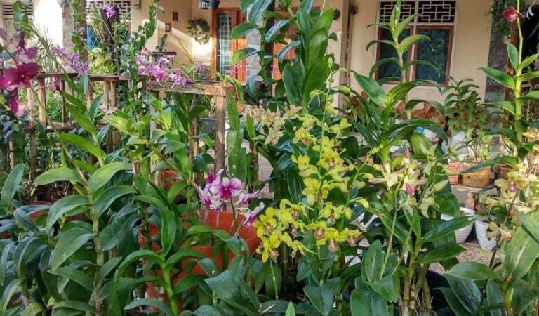 Pupuk Anggrek agar Cepat Berbunga dan Berwarna Ngejreng