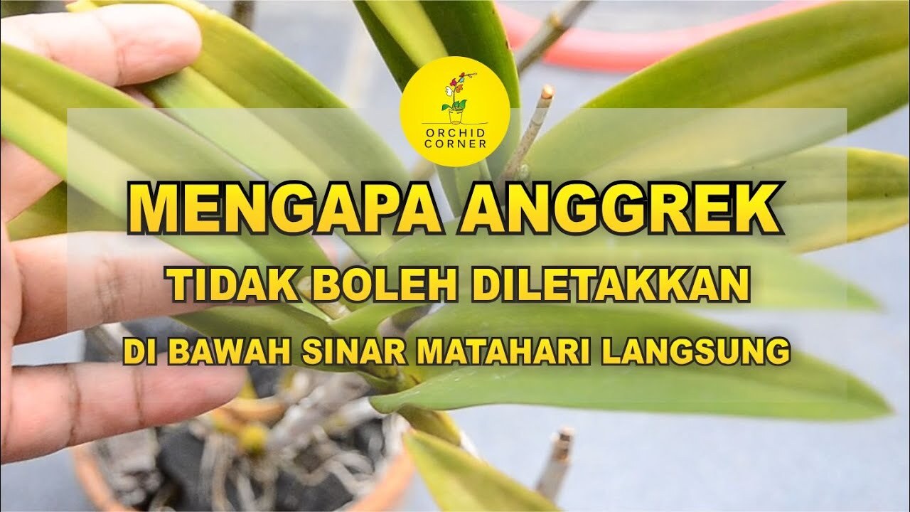 Cahaya Ideal Untuk Anggrek Bulan Apakah Perlu Sinar Matahari Langsung?