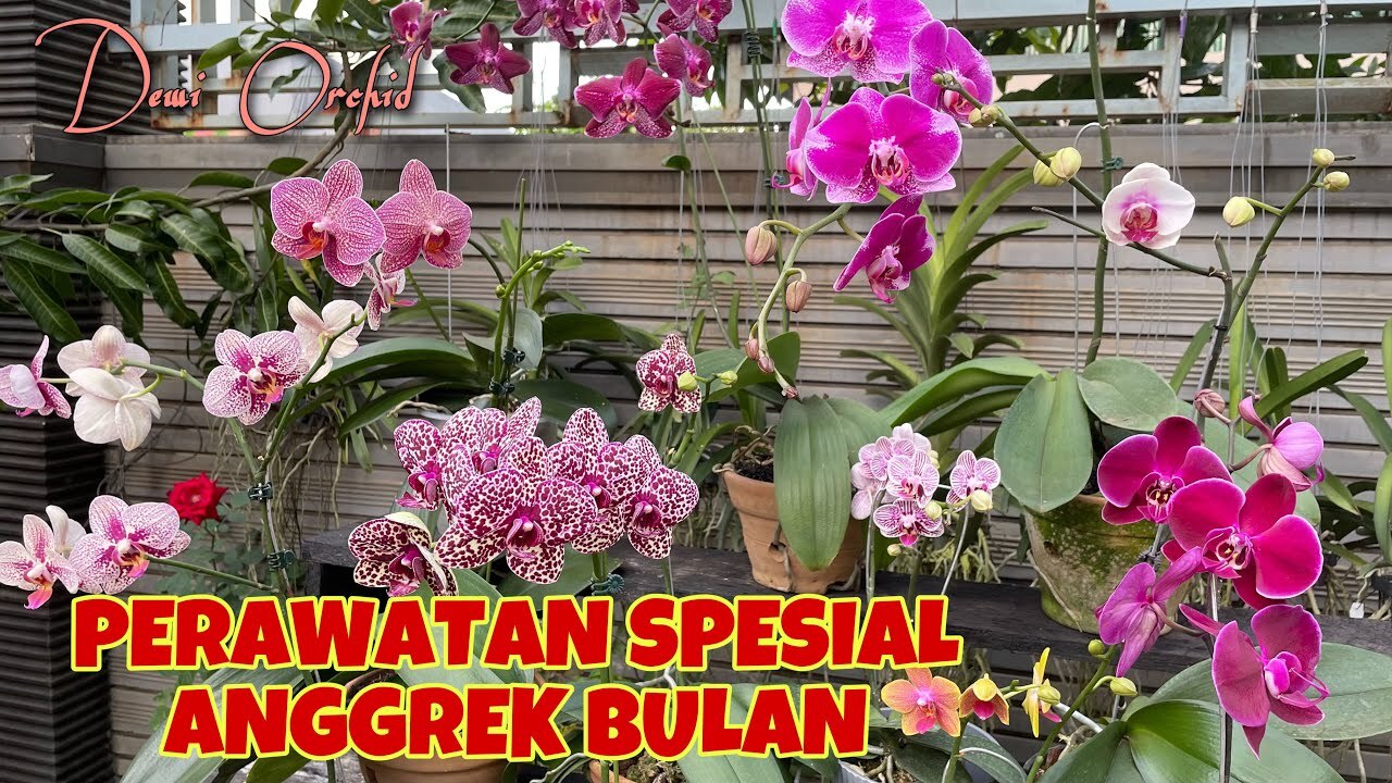 Perawatan Anggrek Bulan Setelah Baru Beli (Aklimatisasi)