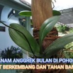 TIPS MENANAM ANGGREK BULAN DI POHON MATI DAN CEPAT BERKEMBANG DAN TAHAN ...