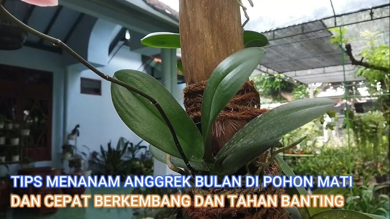 Bolehkah Akar Udara (Aerial Roots) Anggrek Bulan Dipotong?