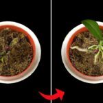 9 Cara merawat bunga anggrek agar tumbuh subur dan cepat berbunga