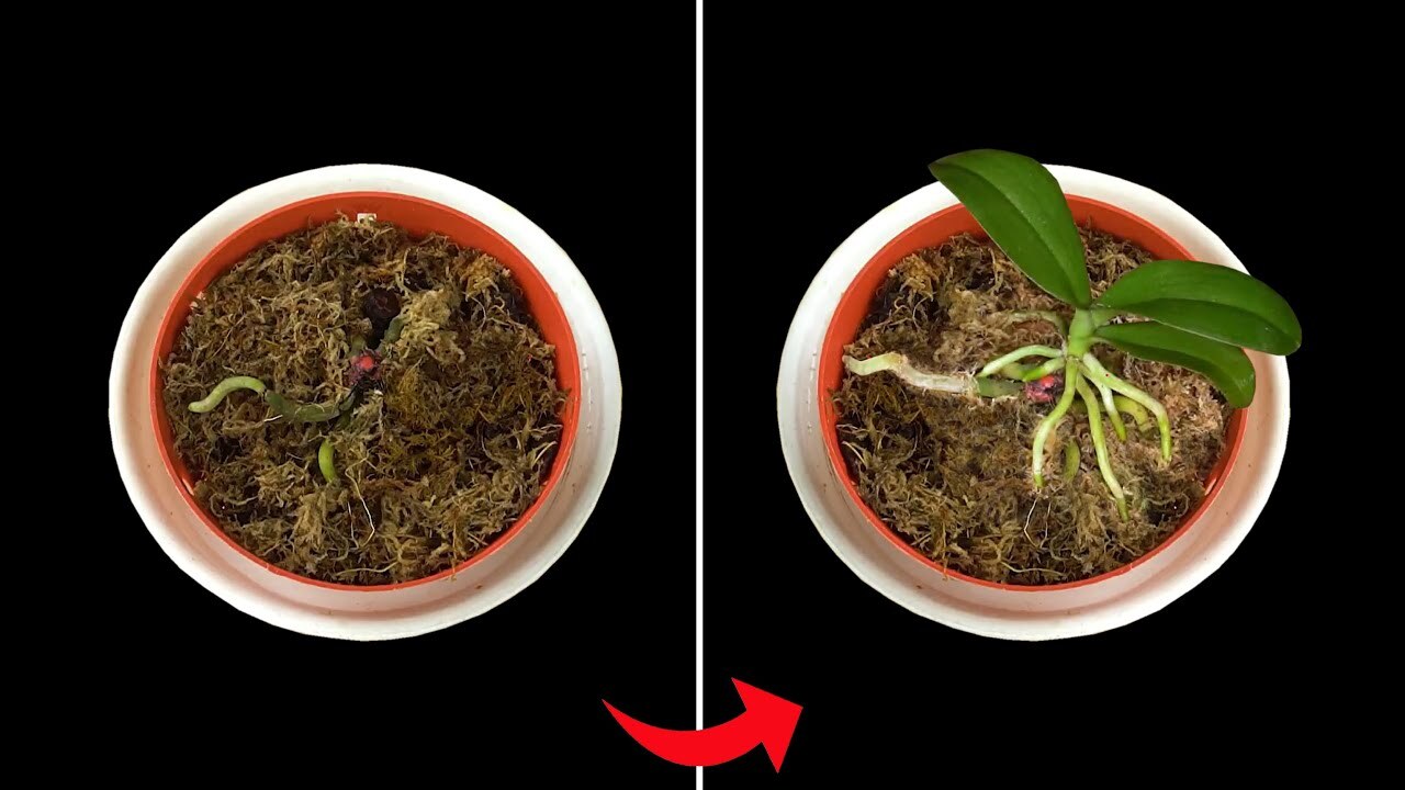 Kesalahan Fatal Pemula Yang Membuat Anggrek Bulan Gagal Tumbuh Subur