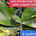 cara mengurangi busuk (daun kuning) pada anggrek bulan saat musim hujan ...