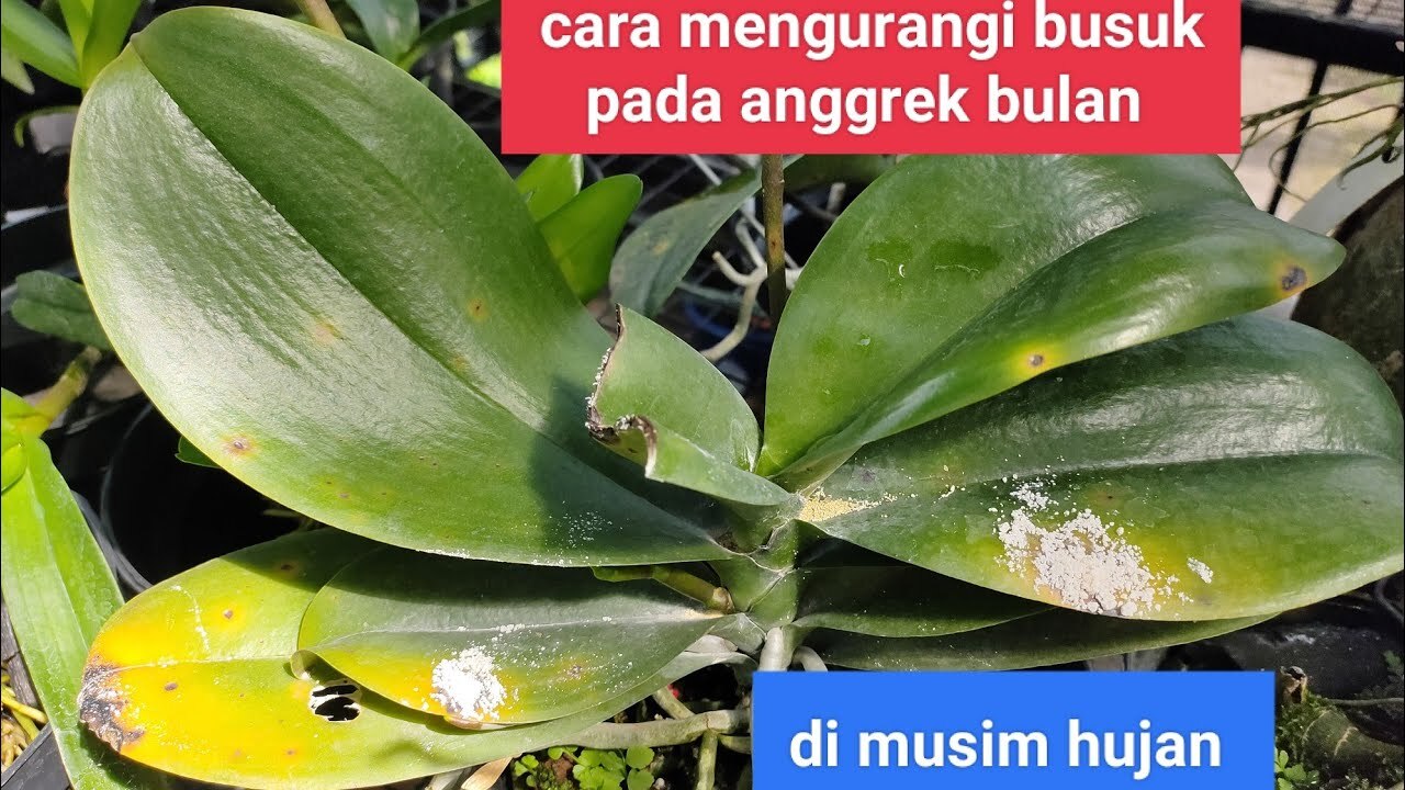 Cara Membersihkan Daun Anggrek Bulan Agar Mengkilap Dan Bebas Debu
