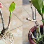 ANGGREK DITANAM DENGAN METODE INI UNTUK MENYELAMATKAN AKAR YANG MATI ...