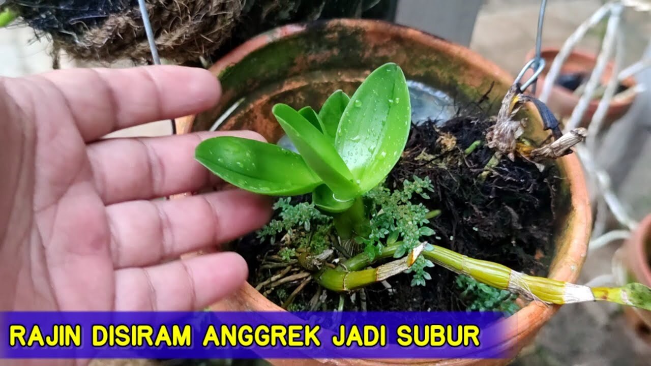 Panduan Lengkap Penyiraman Anggrek Bulan Kapan, Seberapa Sering, Dan Metode Terbaik?