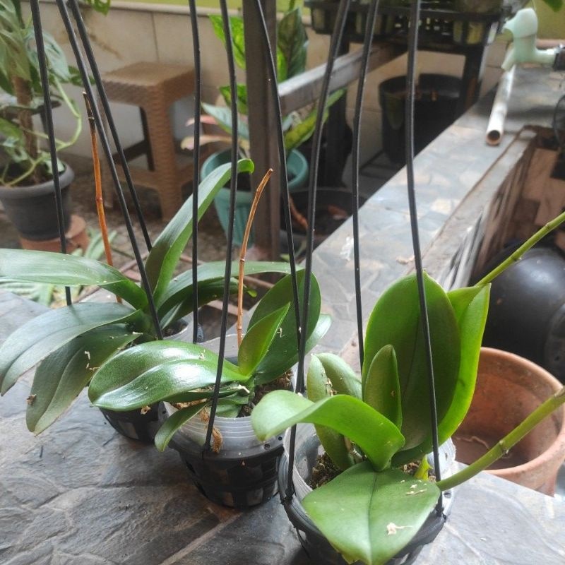 Kenapa Anggrek Bulan Saya Malah Tumbuh Keiki, Bukan Bunga?