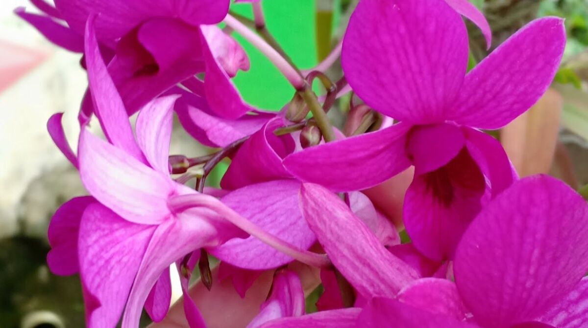 Pertolongan Pertama Anggrek Bulan Yang ‘Overwatering’ (Kelebihan Air)