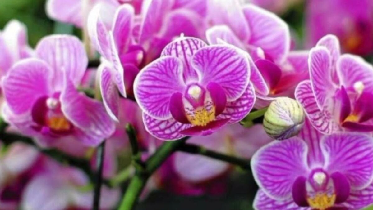 Studi Kasus Menyelamatkan Anggrek Bulan Dari Toko Swalayan (Kondisi Sekarat)